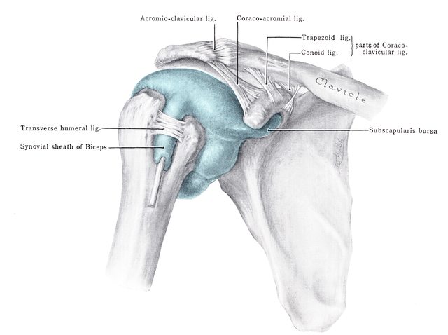 Die Anatomie des Schultergelenks