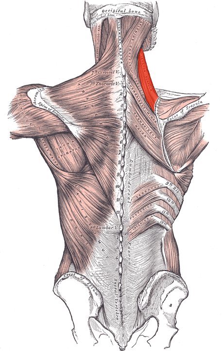 Levator scapulae