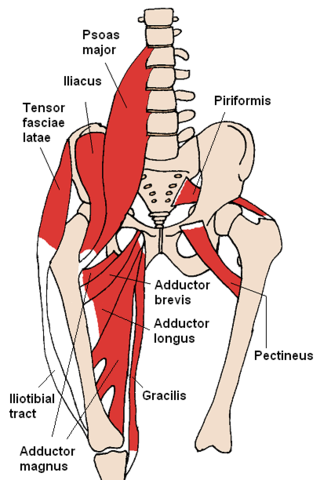 Hüftbeuger trainieren Anatomie