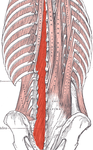 segmentale Stabilisation durch die Multifidi Anatomie