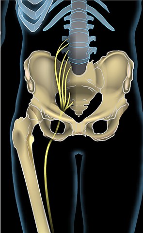 Piriformis oder Bandscheibe Anatomie Ischias
