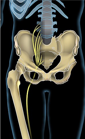 295px-Sciatic_nerve2 Piriformis oder Bandscheibe Anatomie Ischias