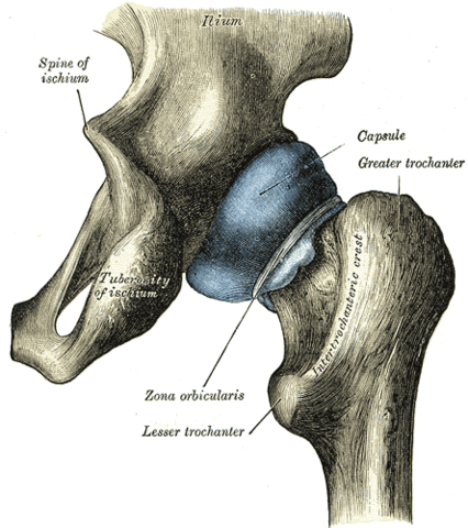 Anatomie der Hüfte