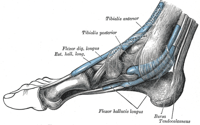 Die Fußmuskulatur beim Windlass-Mechanismus