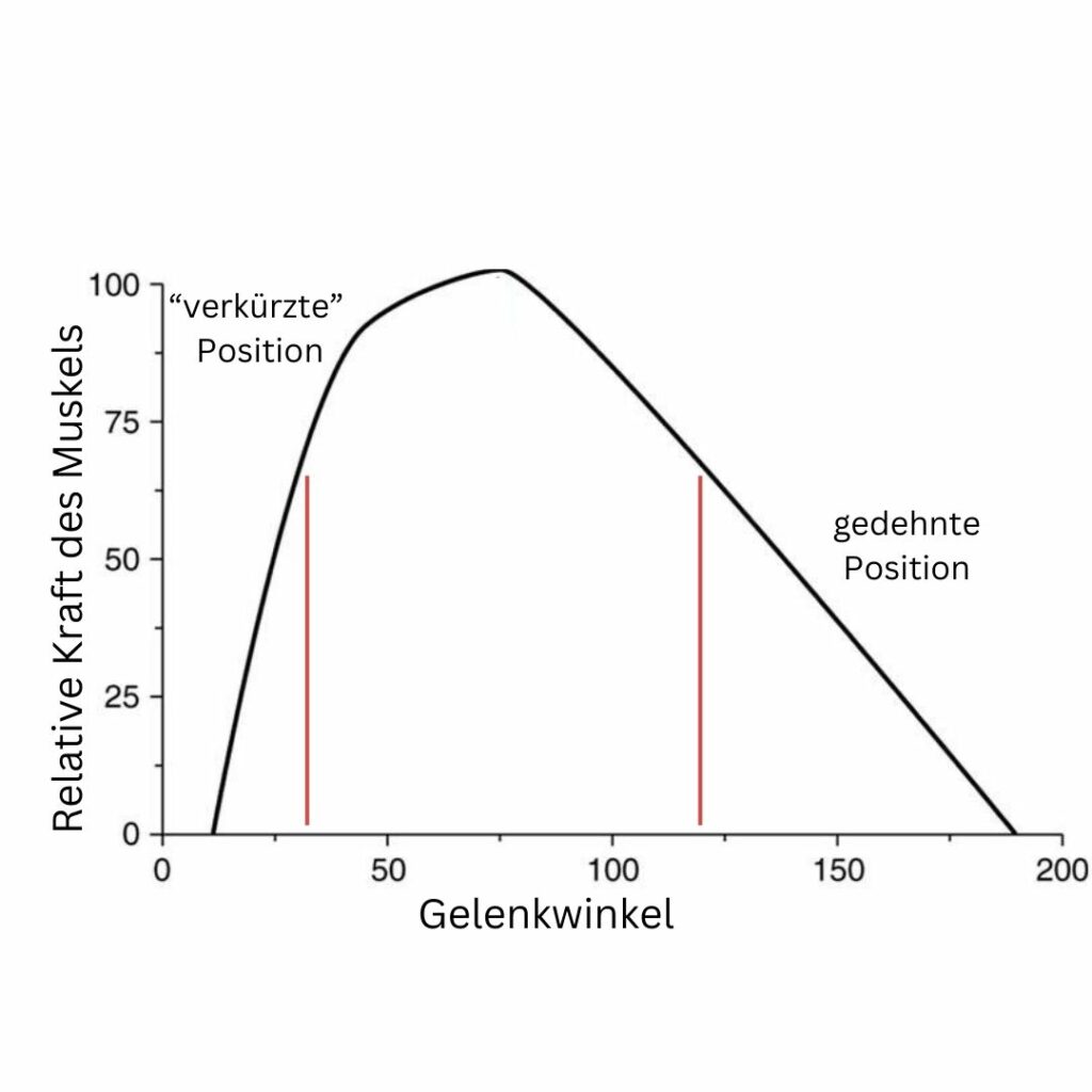 Was sind PAILs und RAILs? Die effektive Dehnmethode erklärt felixkade.de