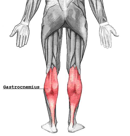 Der Gastrocnemius ist einer der beiden Wadenmuskeln